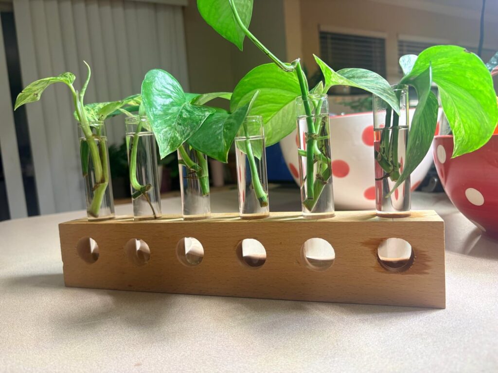 Made myself a little propagation stand from beech wood :)