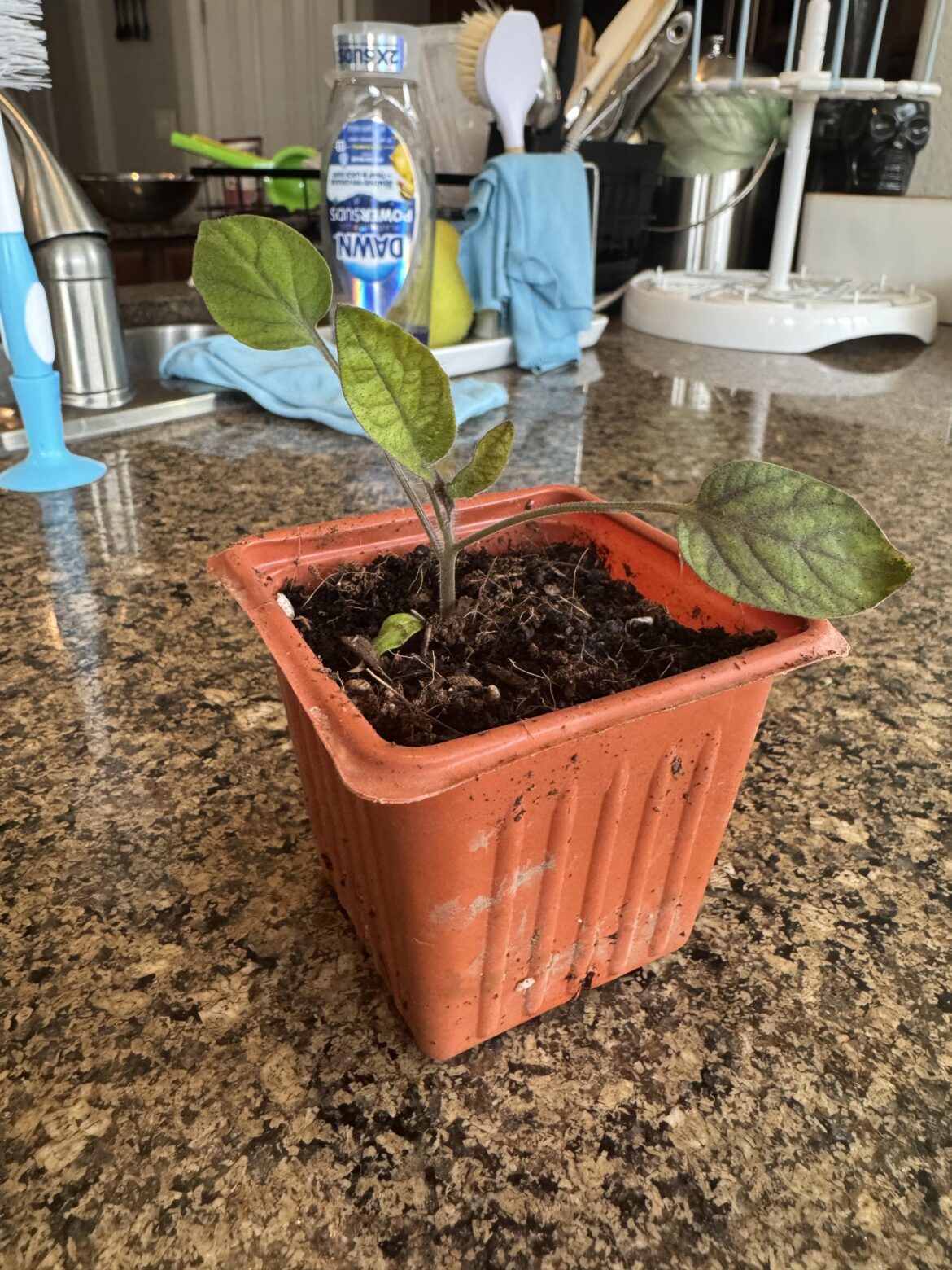 Is this a tomato?