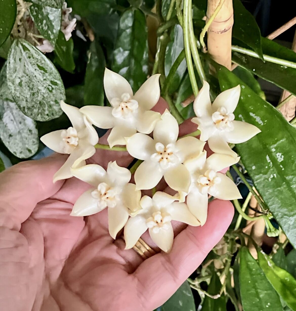 GRIFFITHII Blooms & Scent are Divine. 💗
