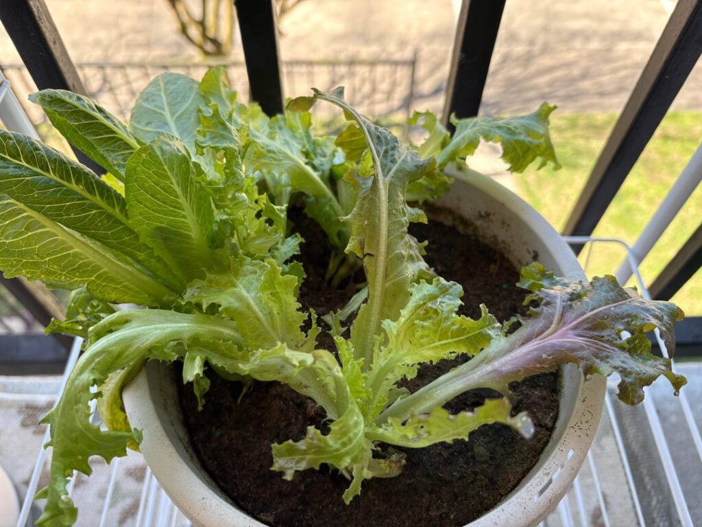 Lettuce/Pepper/Potato help?