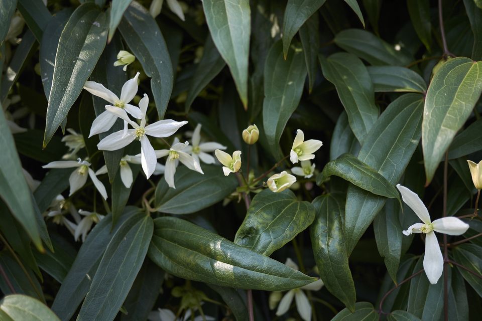 Clematis armandii in bloom