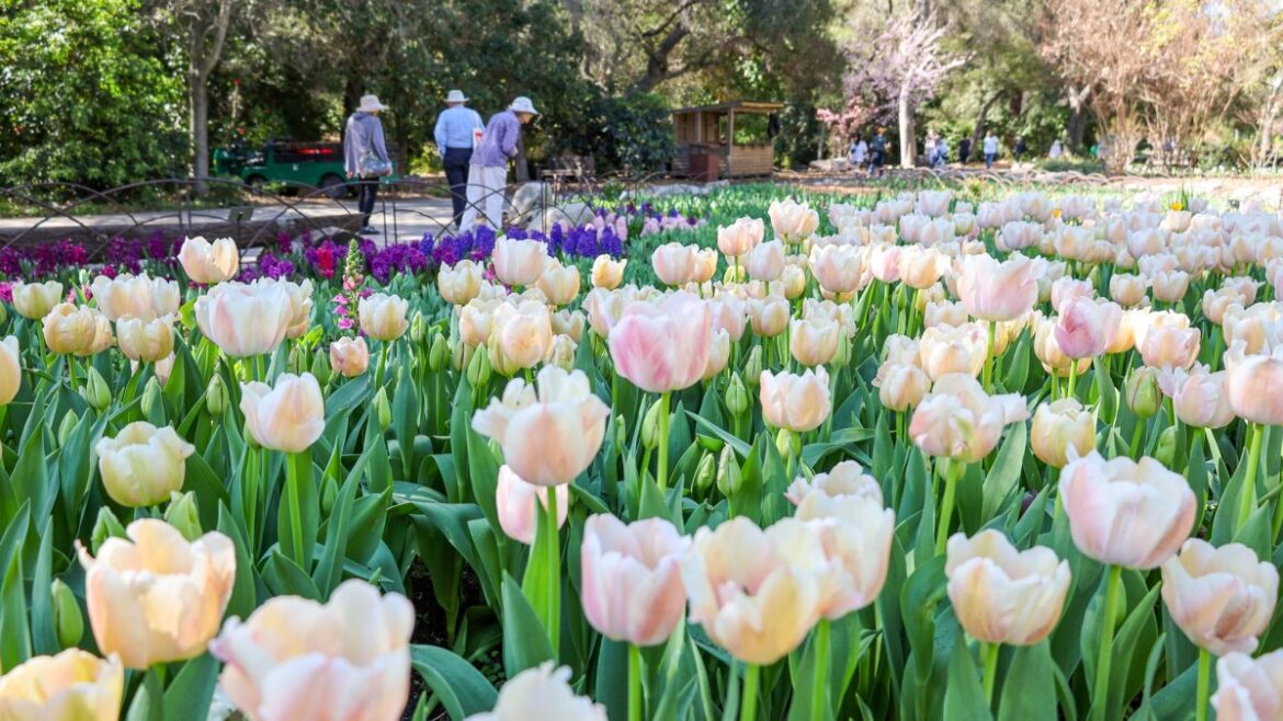 The famous tulips and first lilacs are blooming at Descanso Gardens – NBC Los Angeles