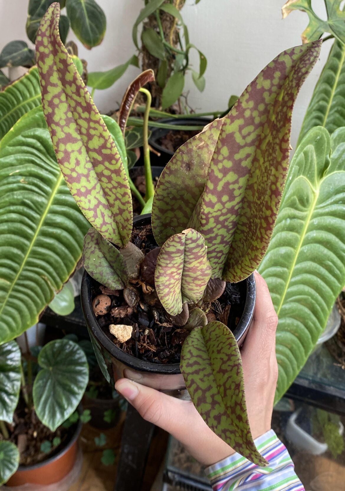 Showing off my Psychopsis orchid foliage.