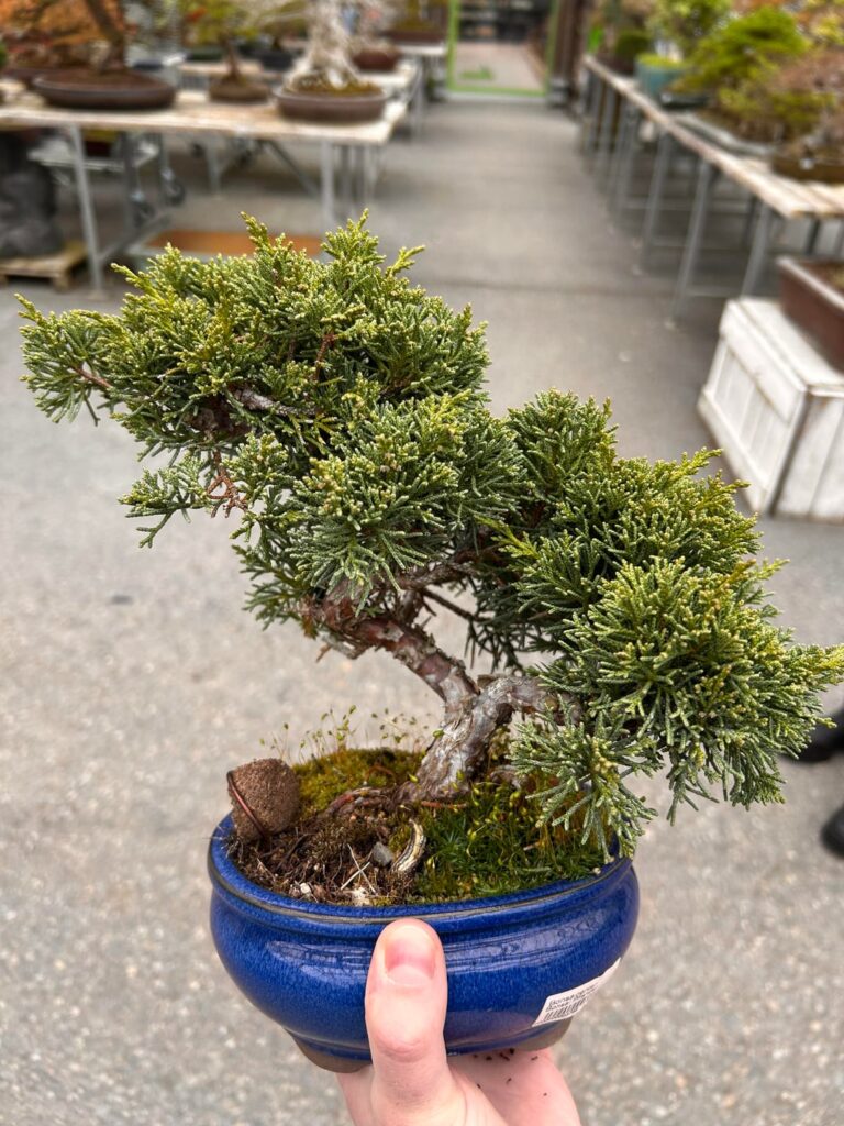 New Juniper