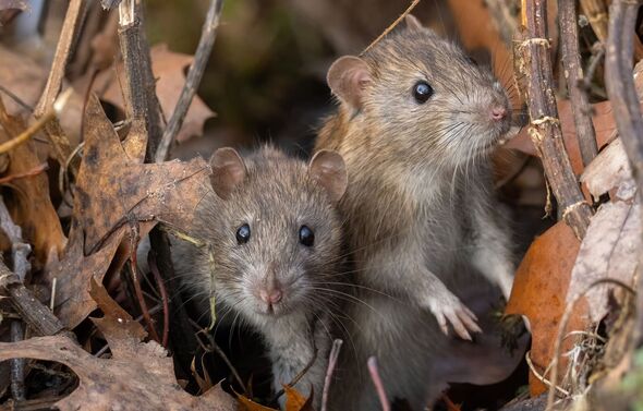 Two brown rats (Rattus norvegicus) Two brown rats (Rattus norvegicus)