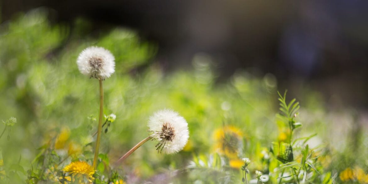How to Stop Spring Weeds Without Chemicals
