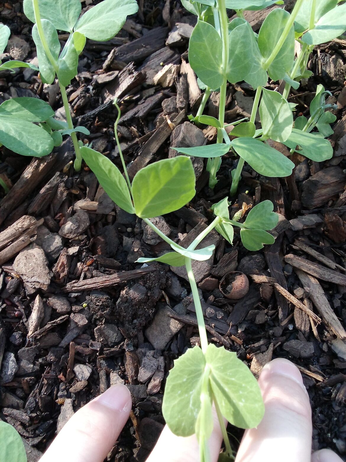 Clustered pea plants