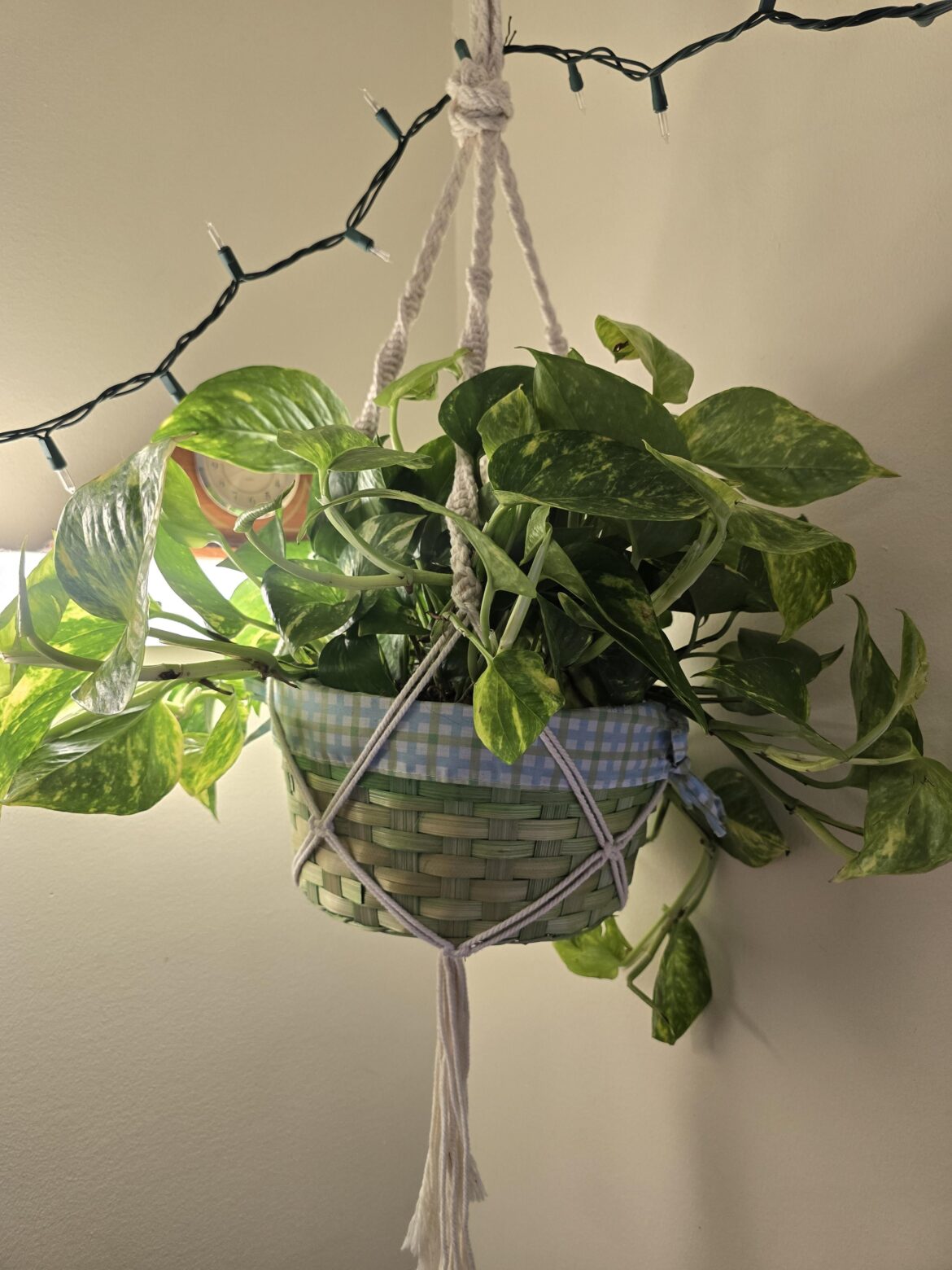 Gifted Pothos help