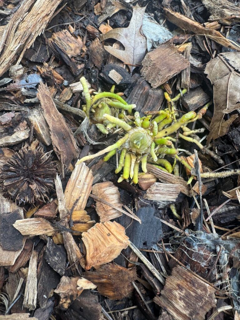Appeared in garden bed NE Oklahoma