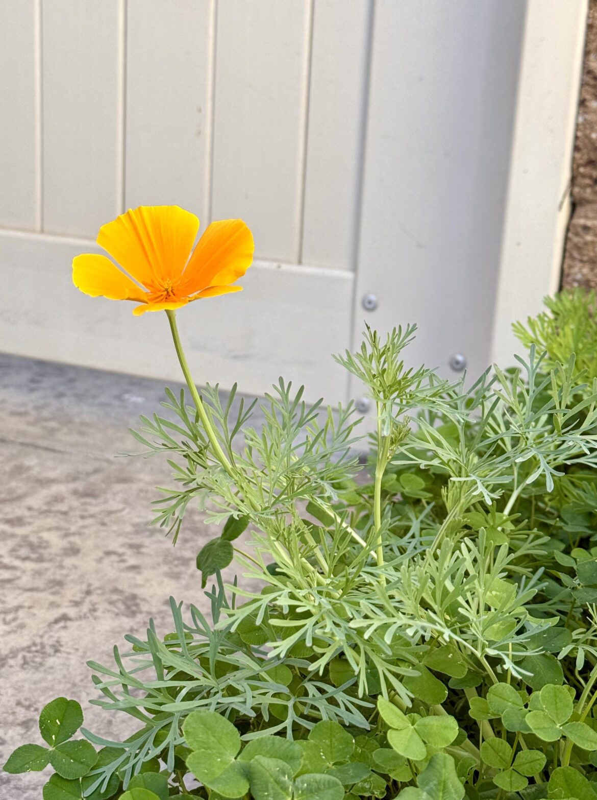 Look who popped up in my clover bed? A Golden Poppy! 😍