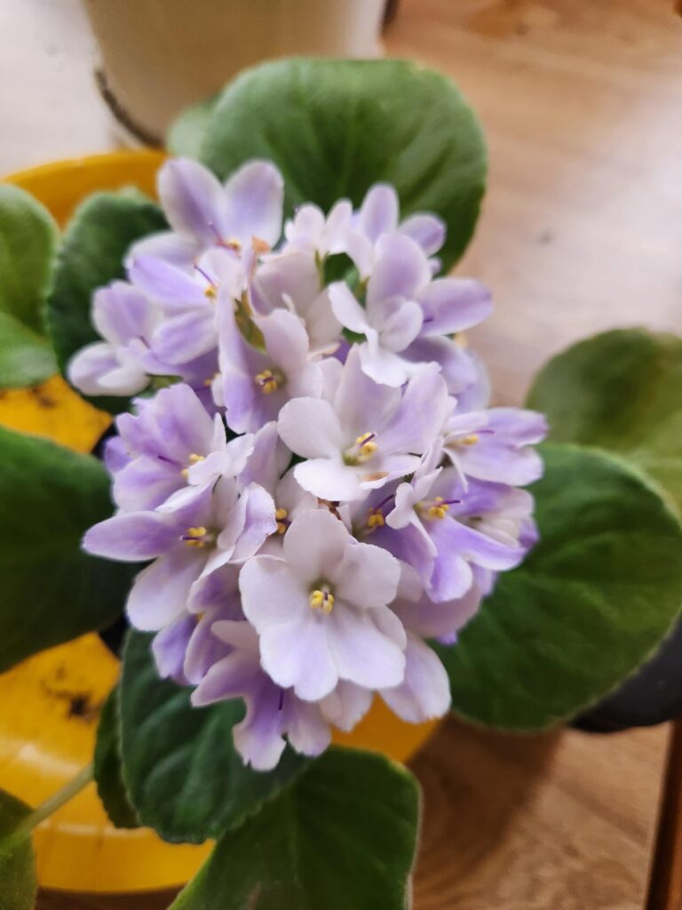 Do everything look ok with my AV?