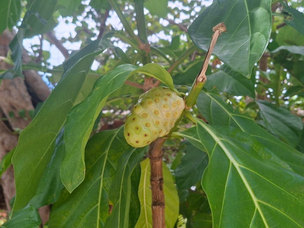 Found in Roatan Honduras