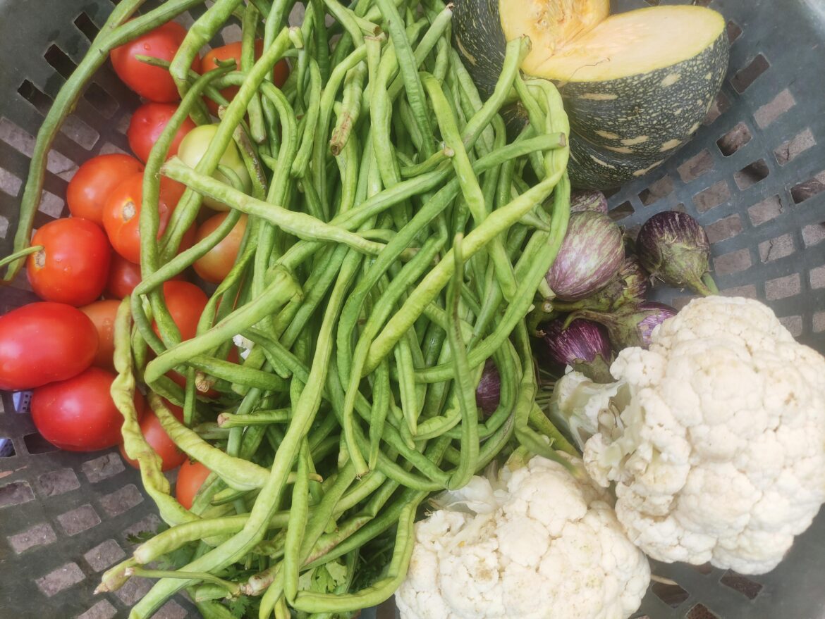 Got this harvest from my own plants🌱🌱