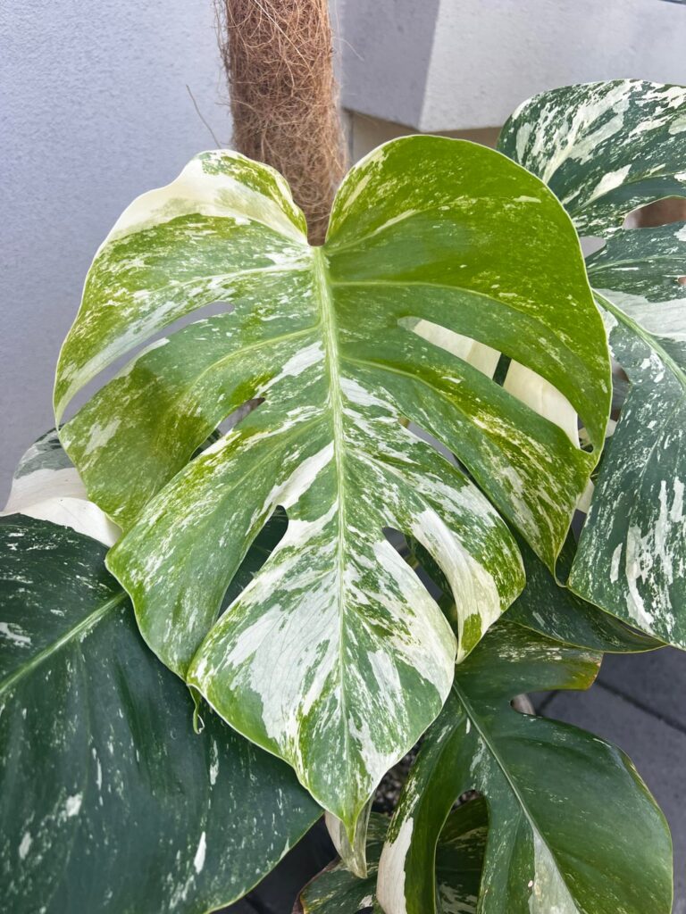 My new albo leaf is stunning My new albo leaf is stunning