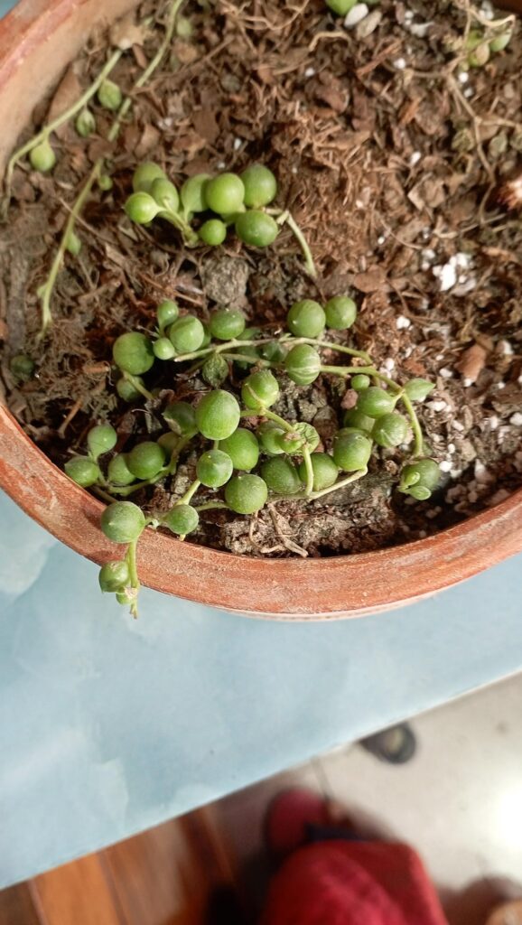 urgent help needed .what's wrong with my string of pearls? i watered it just a few days back but some of the pearls have started drying up while the others are completely firm. i have killed this plant multiple times in past by overwatering.