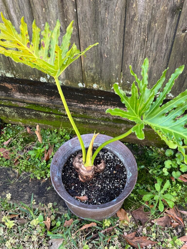 HELP! Plant dying… idk whats wrong.