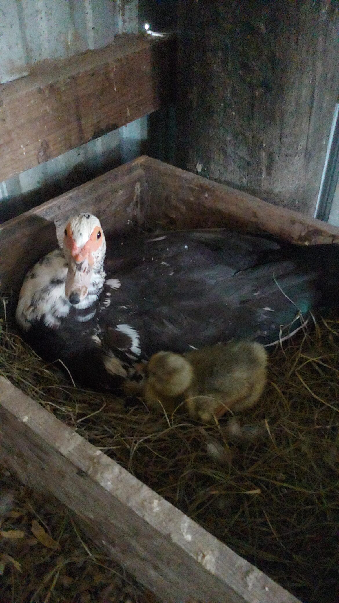 First baby hatched this year