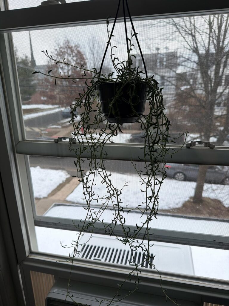 Help with string of dolphins