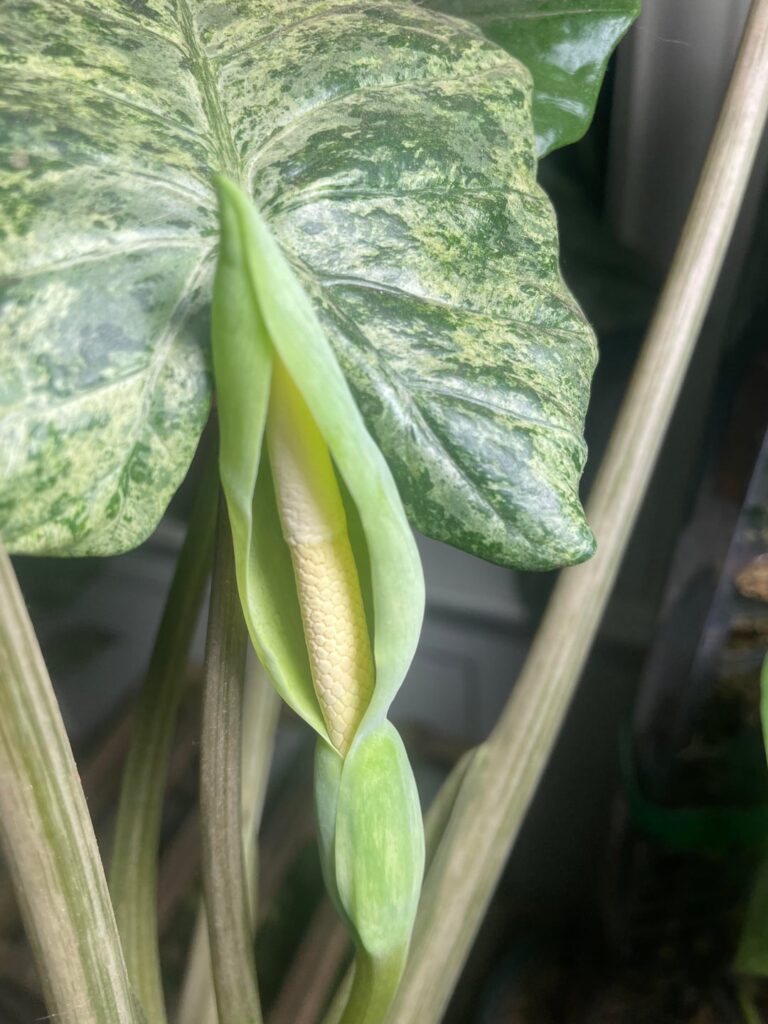 Alocasia Batik is blooming