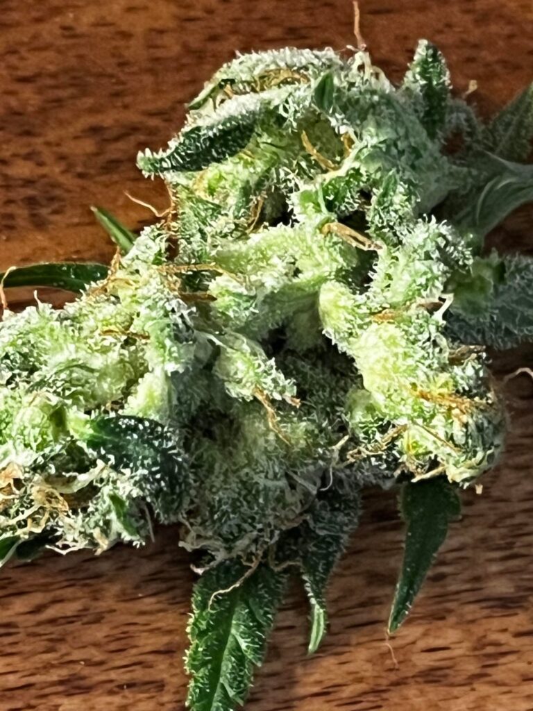 Finally harvested Johnny dang r1 and some random bean