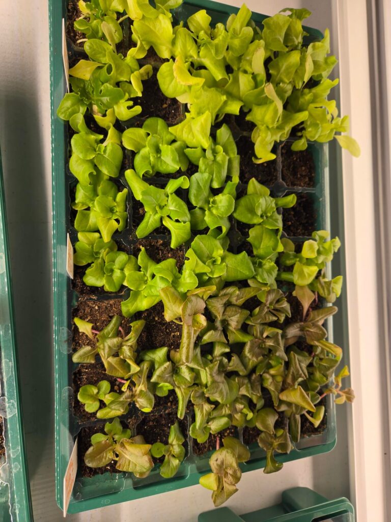 Mesclun Lettuce Spots