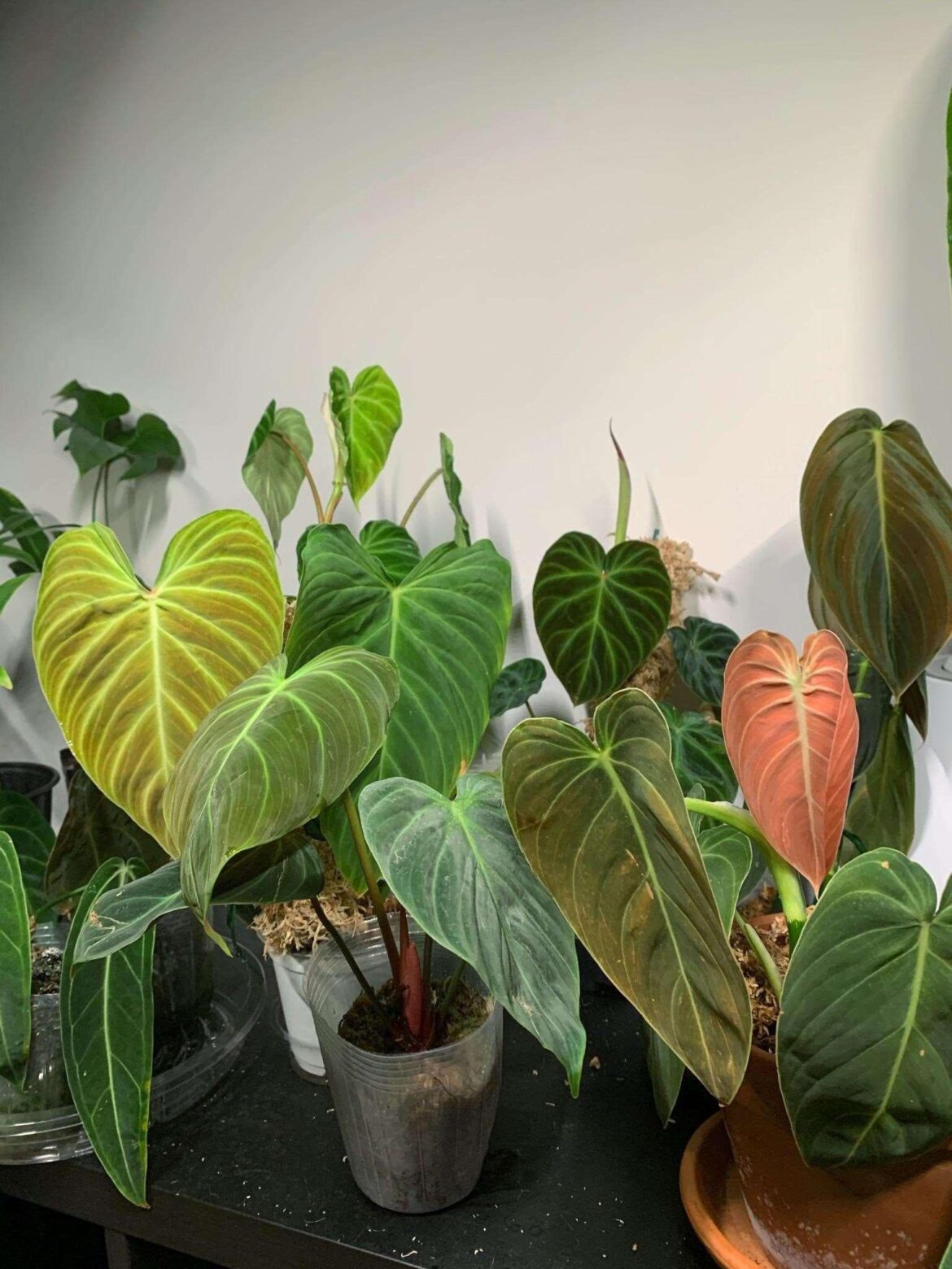 My velvet jungle 🌿