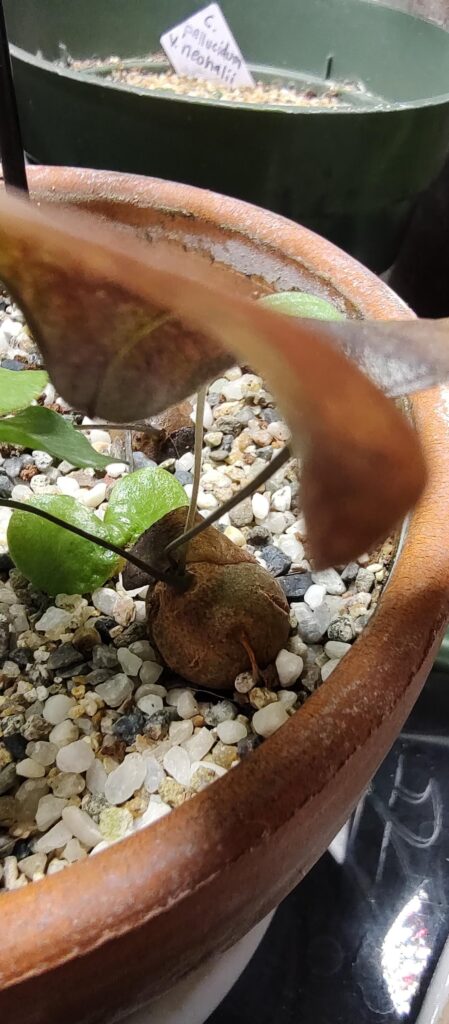 Variation in how seedlings “right” themselves. Dioscorea elephantipes. Variation in how seedlings "right" themselves. Dioscorea elephantipes.
