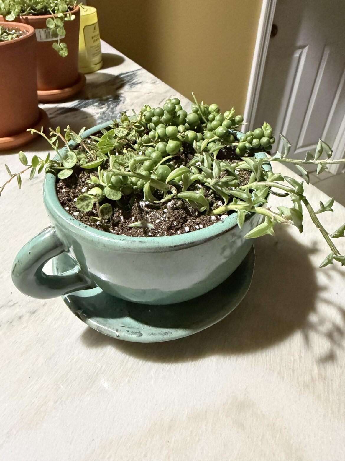 Gift for my sister