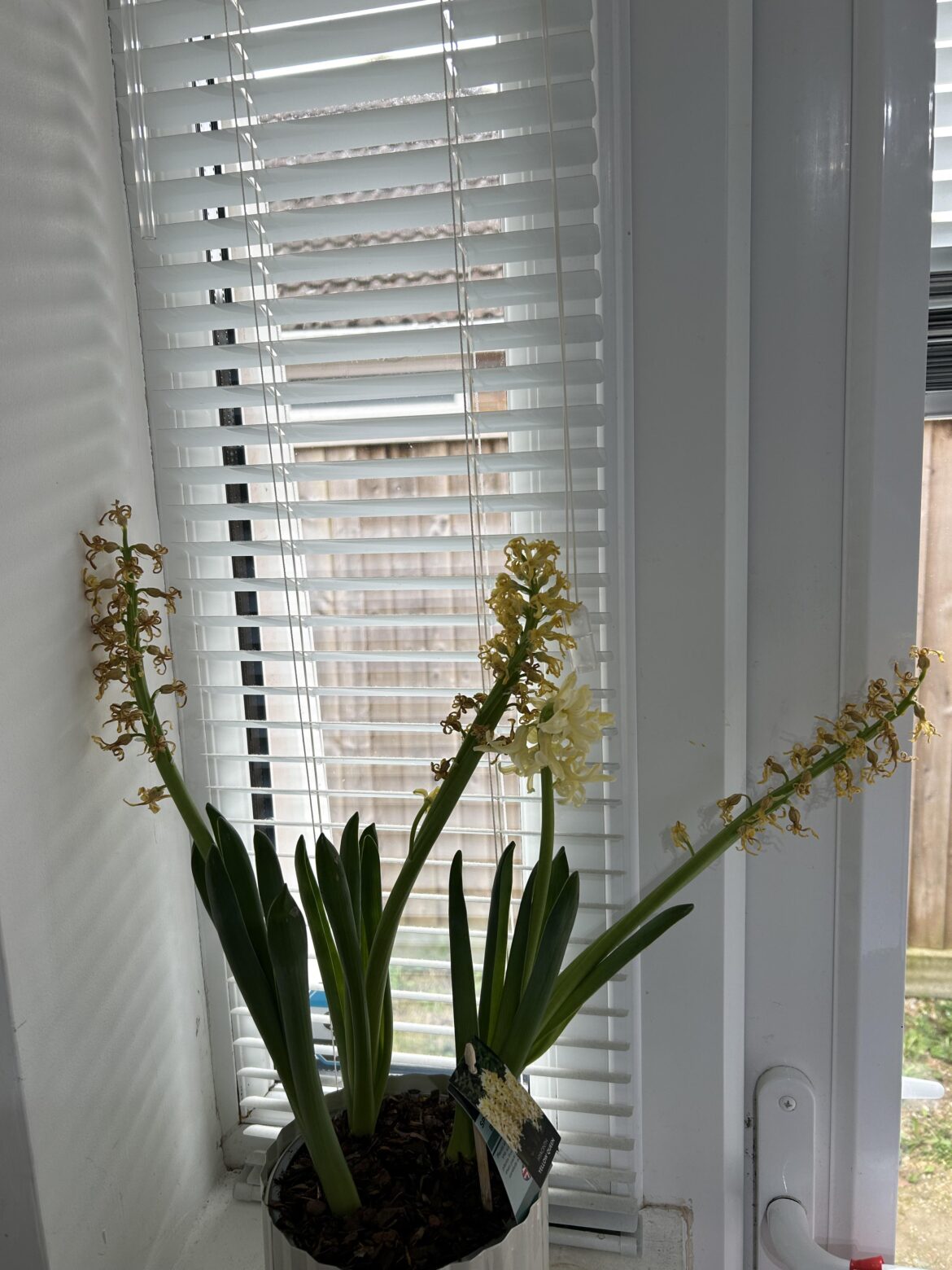 Is it safe to dead-head these?