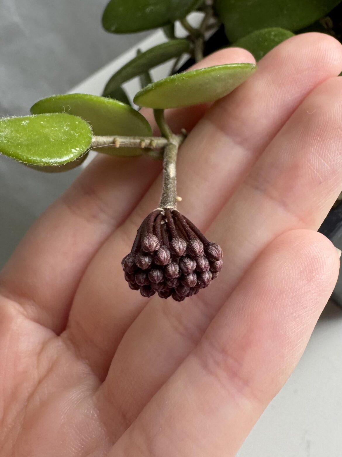 my first ever peduncle!