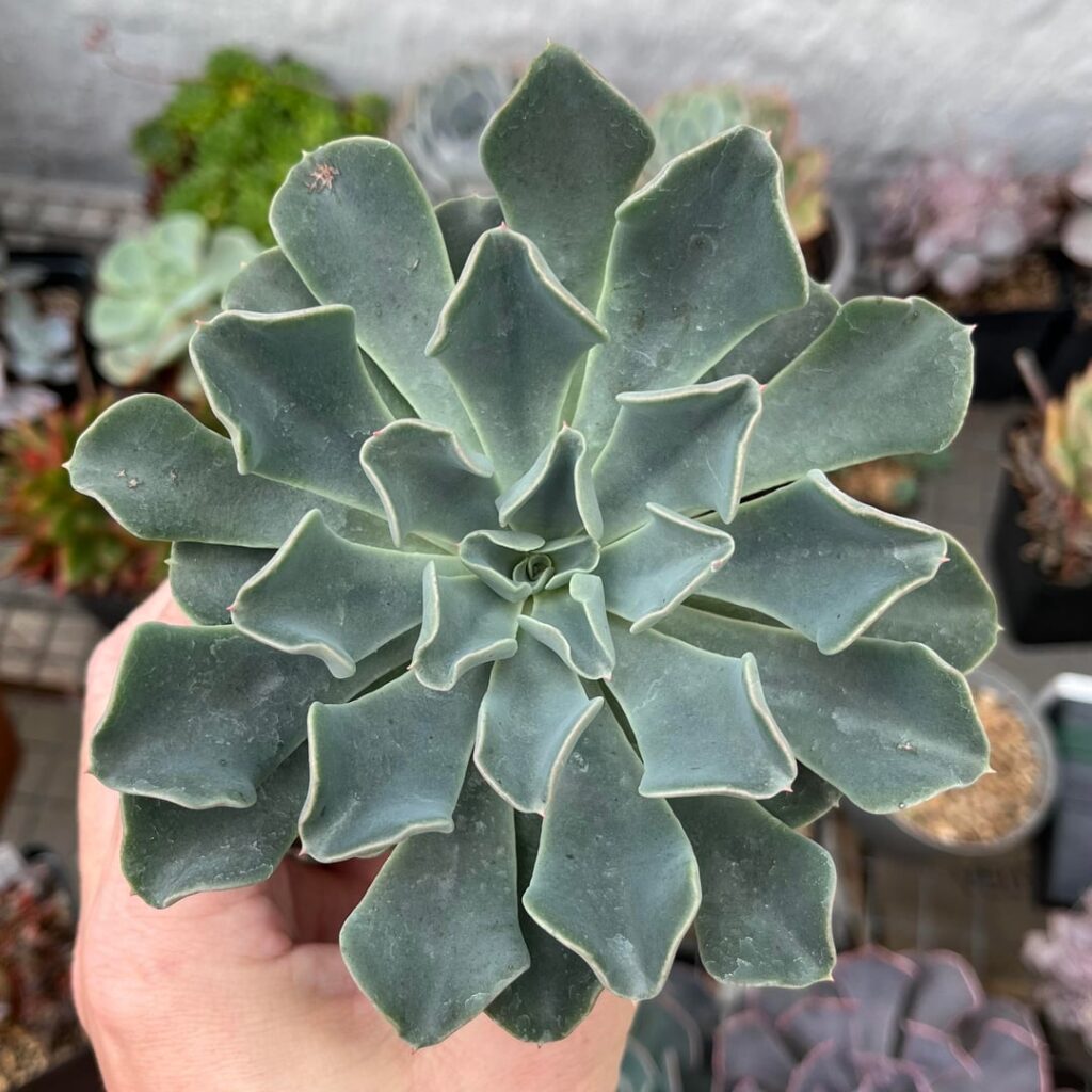 setosa var oteroi x shaviana