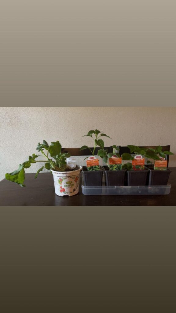 Advice needed Advice needed