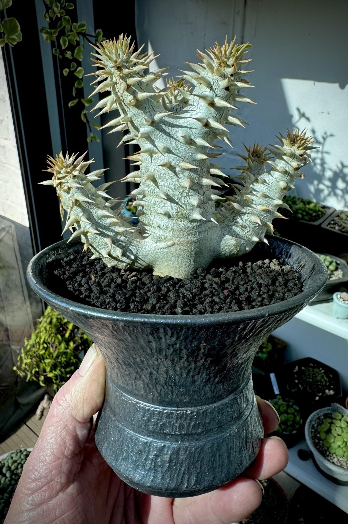 Pachypodium eburneum x densiflorum
