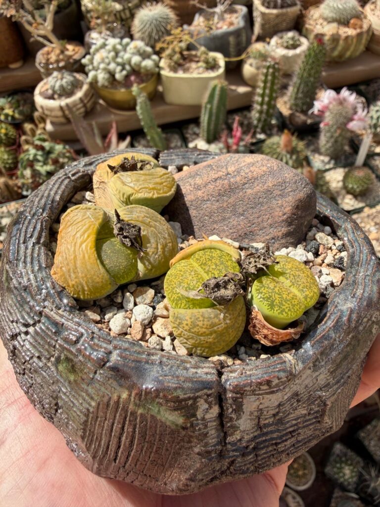 Leaf replacement stages in one pot