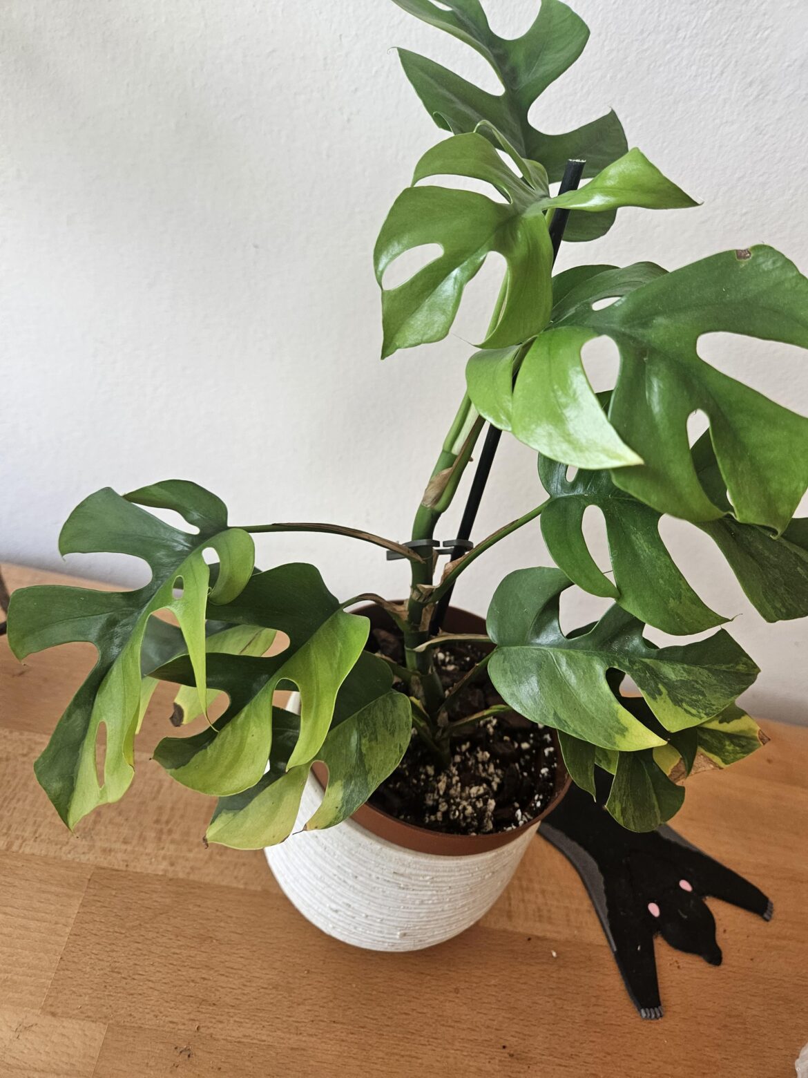 How to propagate Monstera minima aurea (Rhaphidophora tetrasperma)