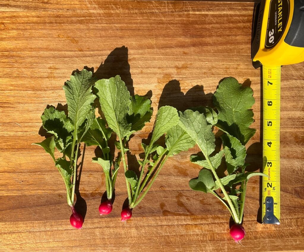 Did I harvest my radishes too early?