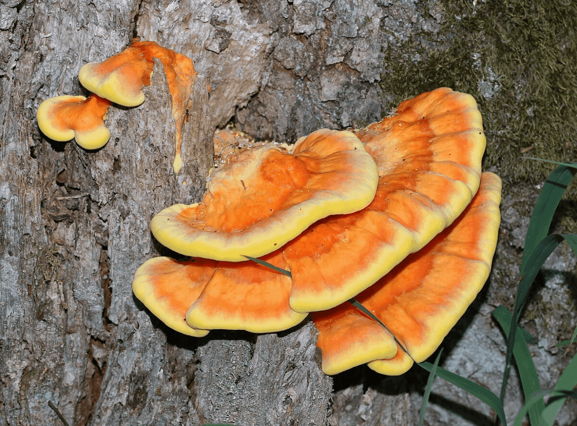 Chicken of woods ?