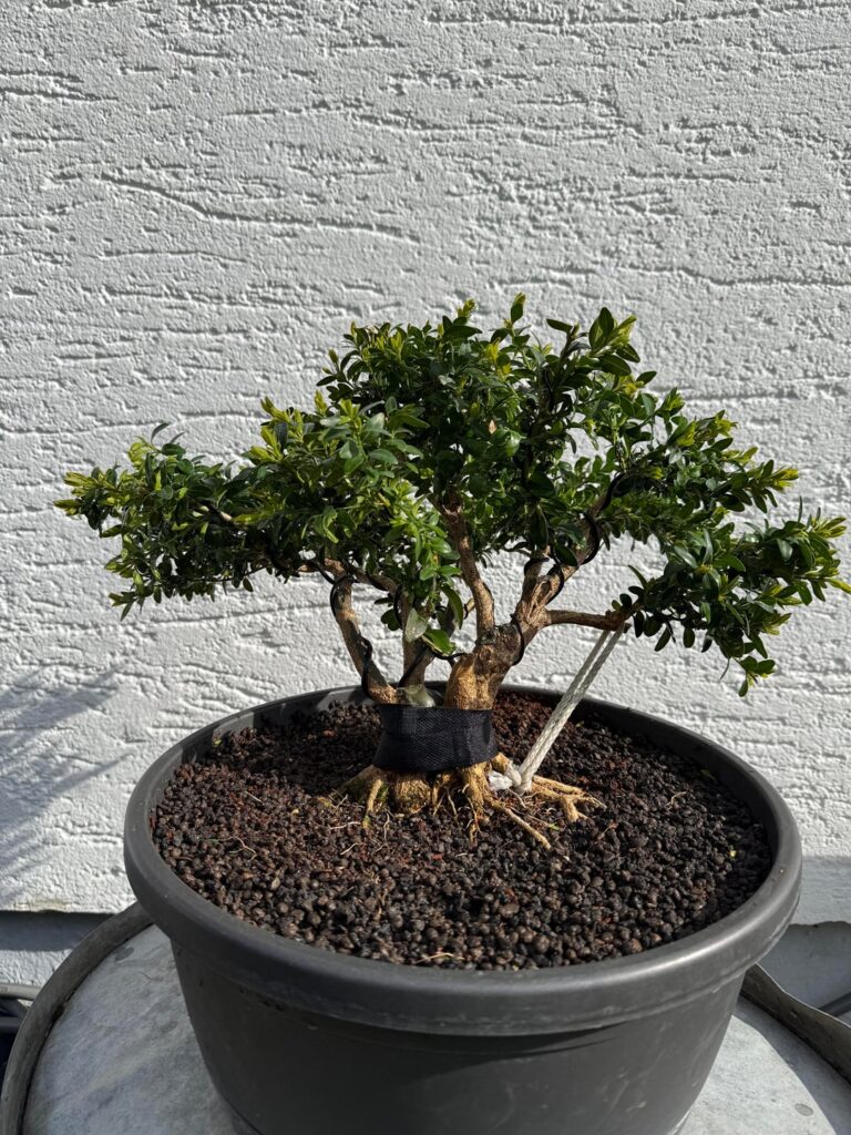 After and Before of my Boxwoods