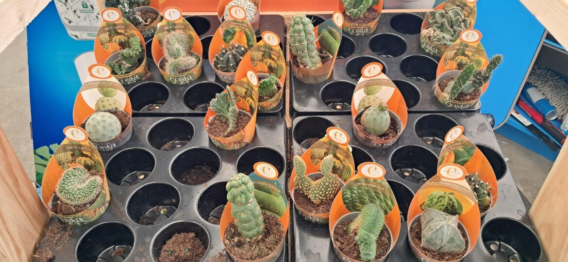 Clearance cacti at Walmart