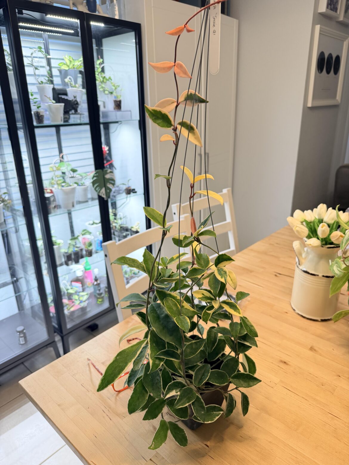 Just scored this beauty