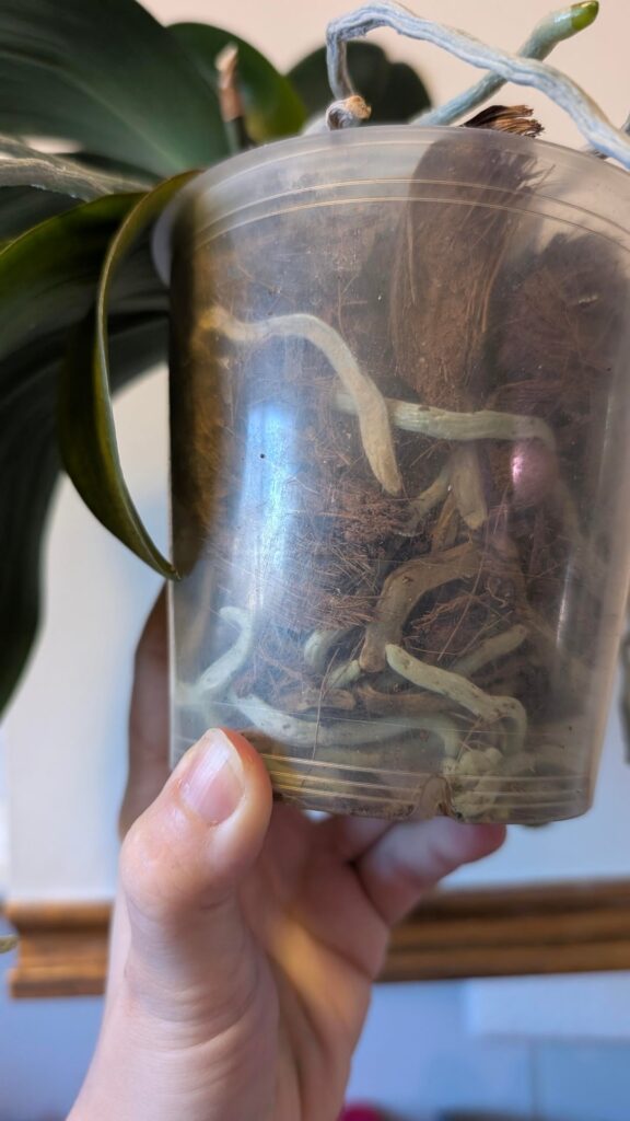 Before and after watering one of my phals!