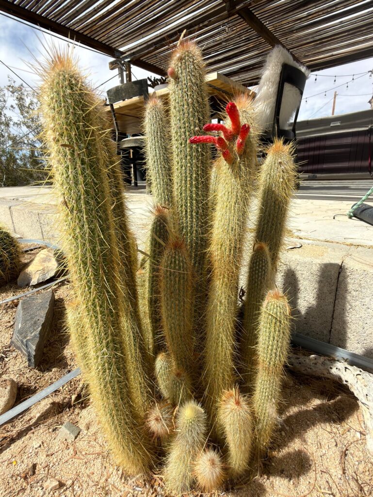 I didn’t even know these can flower!!!