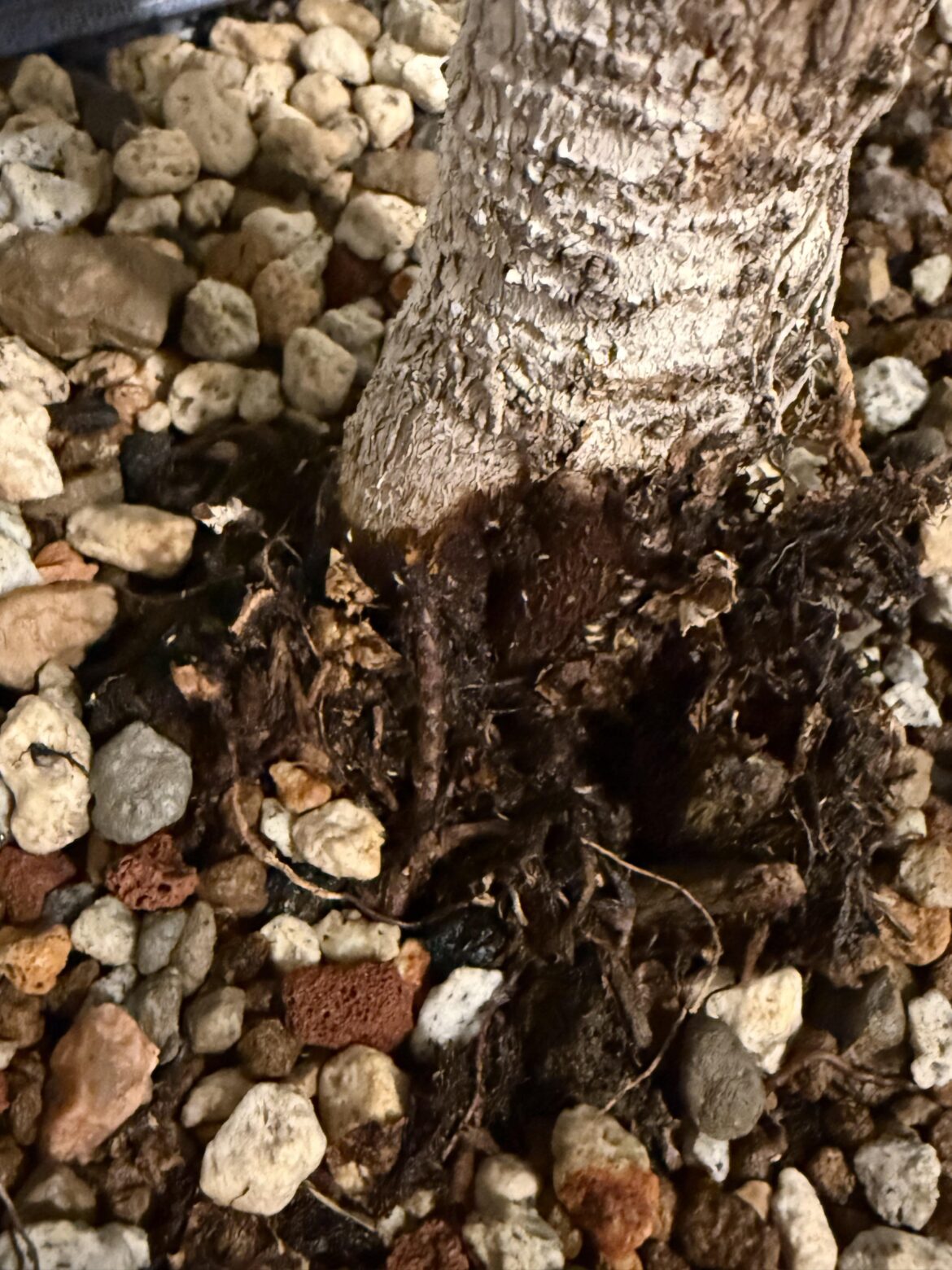 Who are these guys and how to remove
