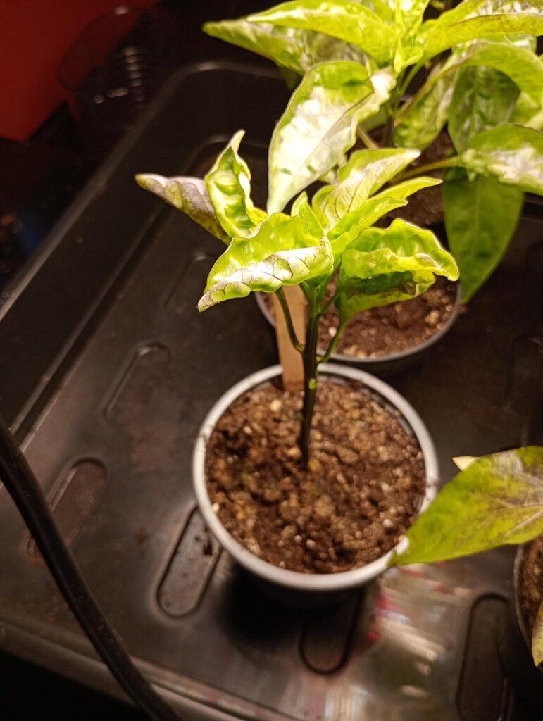 What do I do?