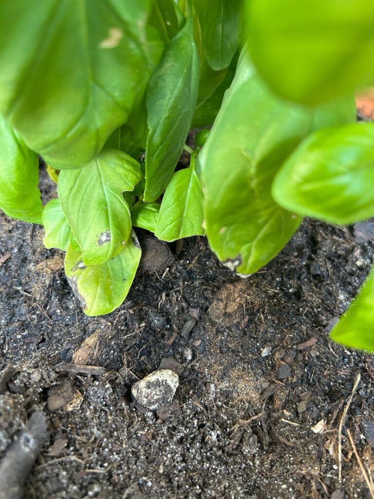 What are these white/block spots growing on my basil and how can I help it? What are these white/block spots growing on my basil and how can I help it?