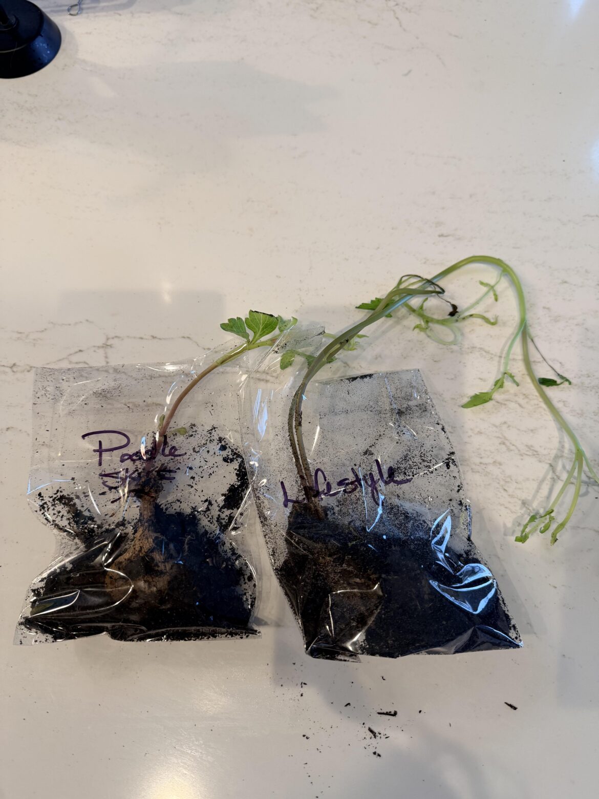 My dahlia tubers came extremely leggy….