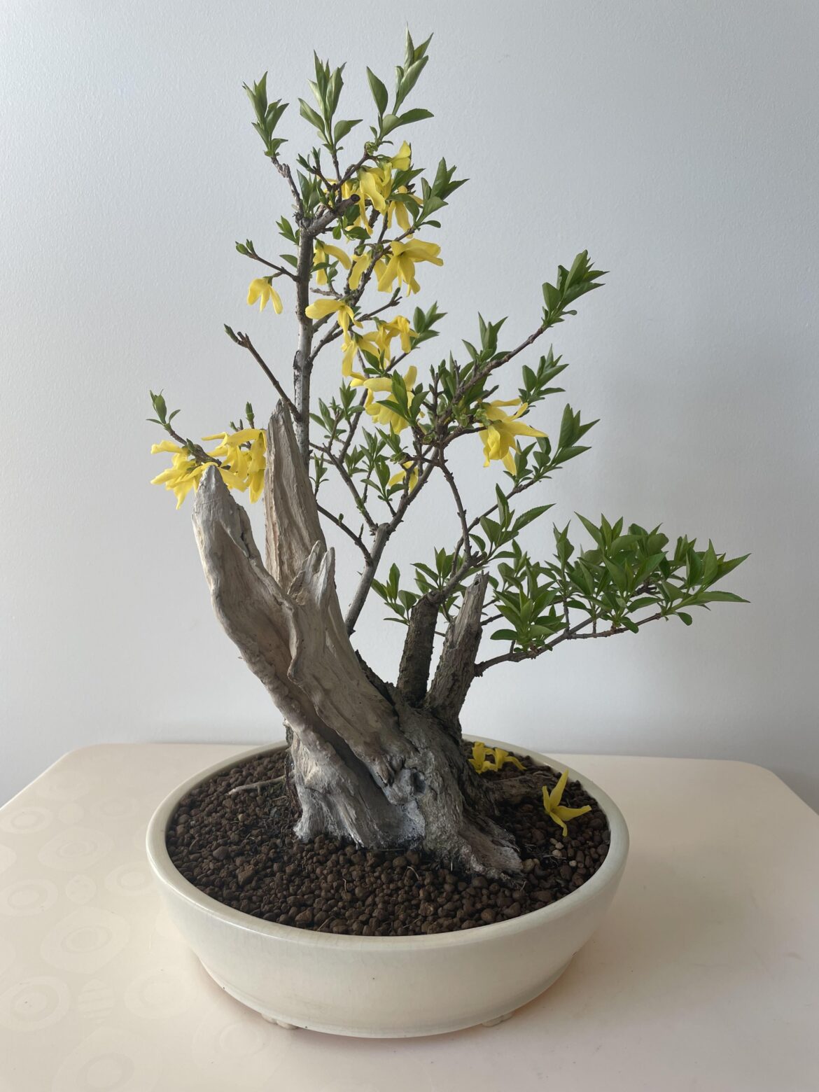 Forsythia signals the arrival of Spring.