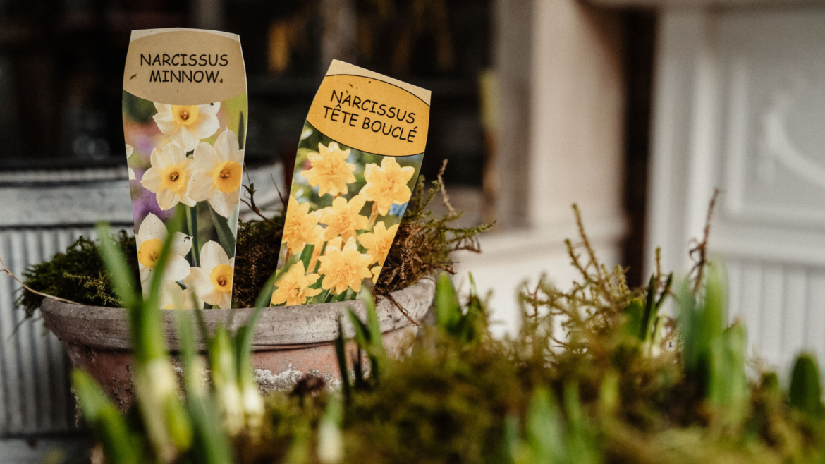 Petals & Roots: How to Create a Living Table Centerpiece Terracotta pot with moss and narcissi labels