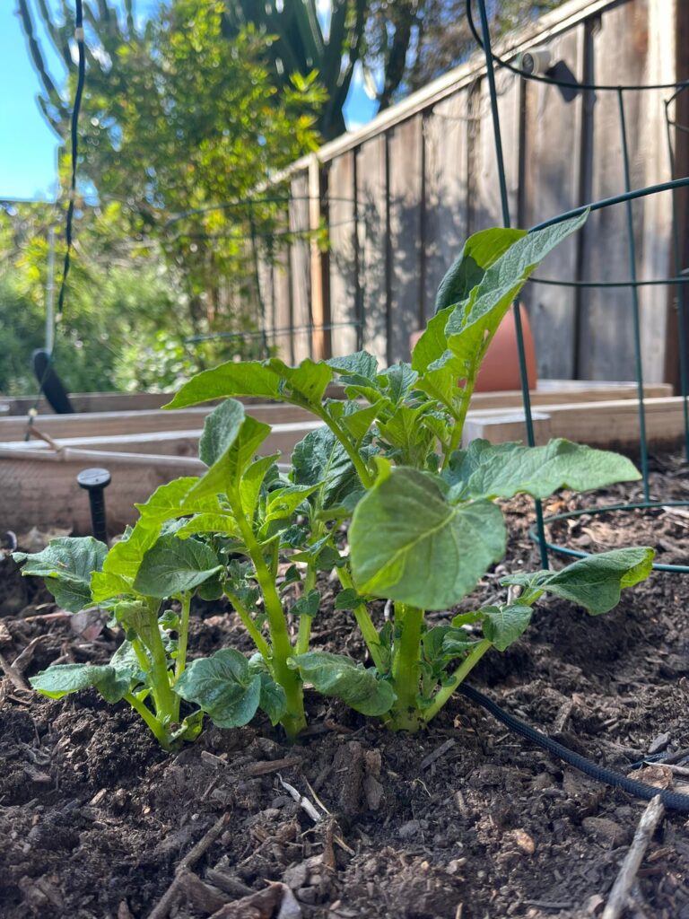 what’s growing in this planter I throw veggie/fruit scraps into?