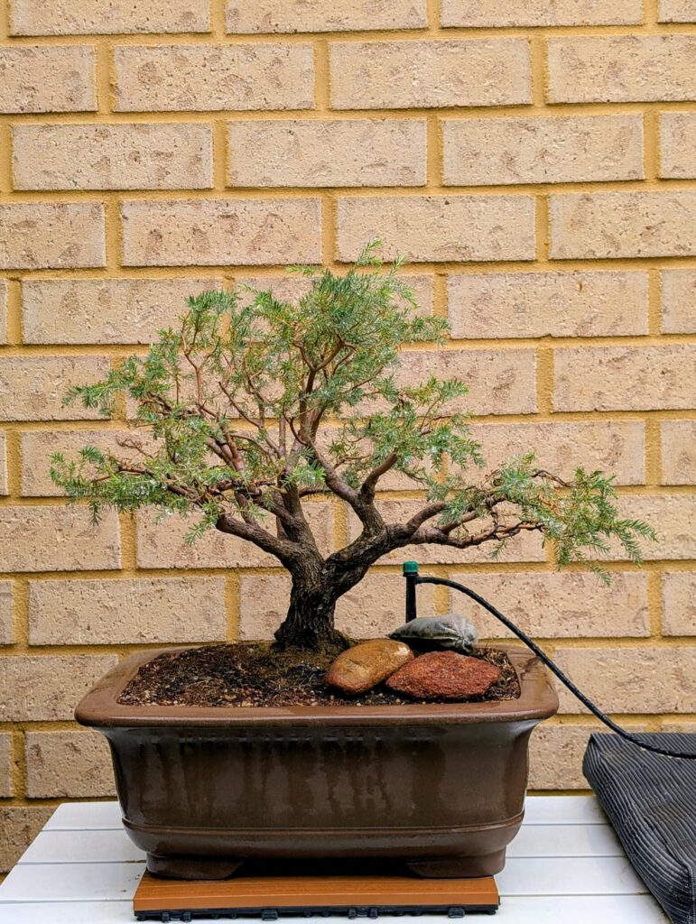 Melaleuca Incana Nana